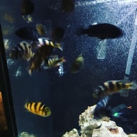 Wild Victorian cichlids for sale