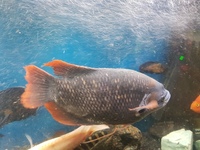 Red tailed Gourami