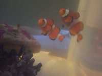 Pair of clown fish £45ono