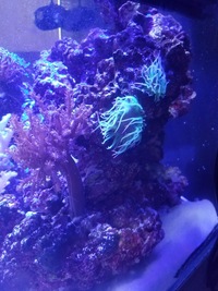 LIVE MARINE CORALS & FISH IN FULL MARINE SET UP £800 ONO