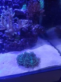 LIVE MARINE CORALS & FISH IN FULL MARINE SET UP £800 ONO