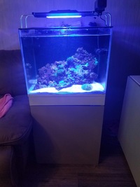 LIVE MARINE CORALS & FISH IN FULL MARINE SET UP £800 ONO