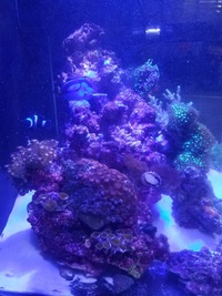 LIVE MARINE CORALS & FISH IN FULL MARINE SET UP £800 ONO