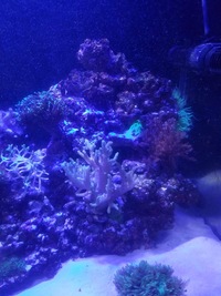 LIVE MARINE CORALS & FISH IN FULL MARINE SET UP £800 ONO
