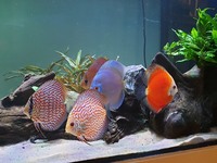 For sale- 5x Stendker discus 10-12cm.