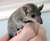 Opossum short tails pair swap for stingray