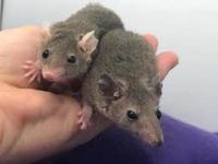 Opossum short tails pair swap for stingray