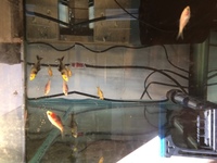 Pond Fish