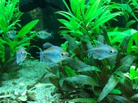 Congo tetras