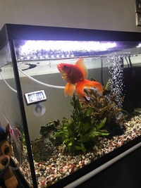 Fantail Goldfish for adoption in Basingstoke, , Hampshire RG22