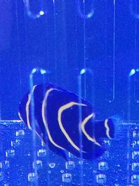 Cortez Angelfish For Sale