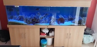 Nd Aquatics 7 ft aquarium fish tank with fluval fx5 eheim 2080 Hydor koralia