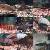 Various predator oddball and L number pleco for sale