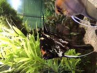 3 large Angelfish £10 each