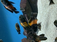 Breeding group of Tropheus Bemba 30-40+ Fish £200