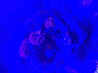 4 Rose Bubble tip anemone with rare green base Swindon