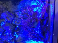4 Rose Bubble tip anemone with rare green base Swindon