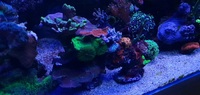 Marine corals