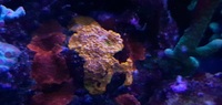 Marine corals