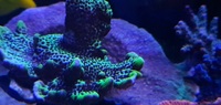 Marine corals