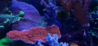 Marine corals