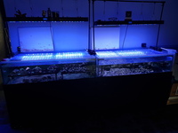 Coral tables