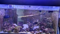 Fish tanks with stands Marine and Freshwater setups with stock