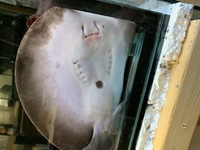 MOTORO STINGRAY FOR SWAP FOR AN ASIAN AROWANA