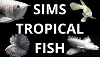 SIMS TROPICAL FISH - THE COMPLETE AQUATIC EXPERIENCE - COMING SOON