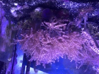 £35 - Large Live Rock With Lots Of Kenya Tree & Xenia Coral, Aquarium, Marine.