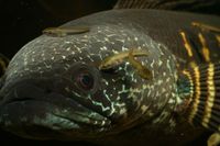 Captive bred Channa snakeheads available aurantimaculata, asiatica, red fin, ornatipinnis, stewartii