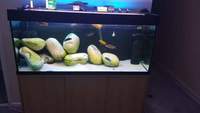 4ft fish tank