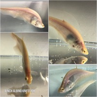 Predators / monster / Odd Ball for Sale/ Cichlid