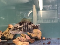 Predators / monster / Odd Ball for Sale/ Cichlid