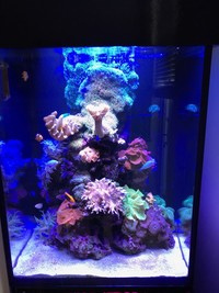 Live Marine Corals & Fish in Marine Aquarium