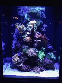 Live Marine Corals & Fish in Marine Aquarium