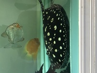 Black Diamond & Asian Arowana & tanks