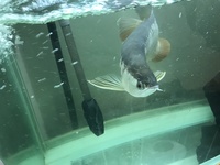 Black Diamond & Asian Arowana & tanks