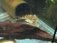 4 Clown plecos.... £15