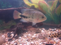 Veija synspilum cichlid 5/6 inch -£15