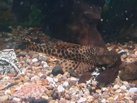 L075 pecklotia sabaji pleco 6 inches