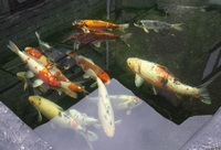 15 Assorted Koi