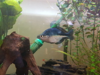 Blue rainbowfish about 10cm