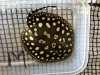 PRICE DROP - Stingray pups for sale - Pure BD and BD hybrid