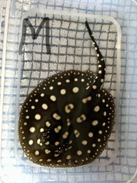 PRICE DROP - Stingray pups for sale - Pure BD and BD hybrid