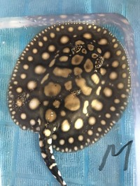 PRICE DROP - Stingray pups for sale - Pure BD and BD hybrid