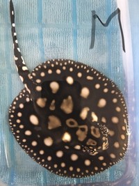 PRICE DROP - Stingray pups for sale - Pure BD and BD hybrid