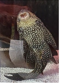 Large Common Pleco for sale