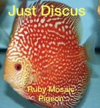 Buy 5 get 1 free at JUST DISCUS from ONLY £20 and over 5,000 top quality Discus to choose from and the biggest selection in the U.K. Cheapest prices guaranteed.