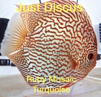 Buy 5 get 1 free at JUST DISCUS from ONLY £20 and over 5,000 top quality Discus to choose from and the biggest selection in the U.K. Cheapest prices guaranteed.